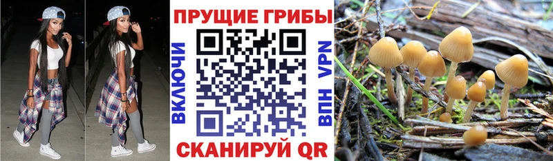 сайты даркнета как зайти  сколько стоит  Ковров  Галлюциногенные грибы Psilocybe  ссылка на мегу как зайти 